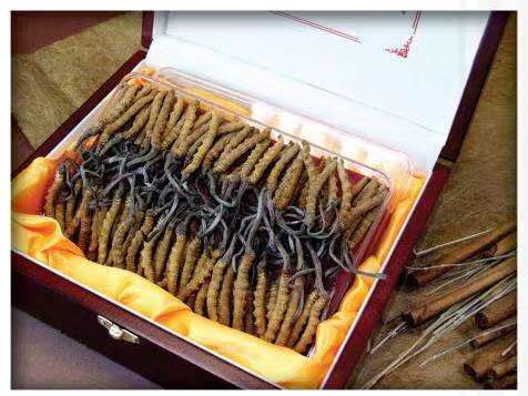 周矶办事处冬虫夏草回收